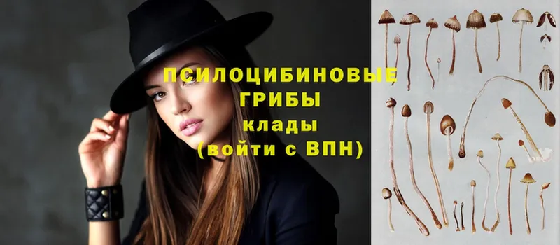 Галлюциногенные грибы Psilocybe  как найти   Красноперекопск 